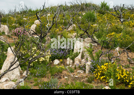 Fiori selvatici nativi ri-colonizzare bruciato macchia costiera di Cape Naturaliste, Southwest Australia Occidentale Foto Stock