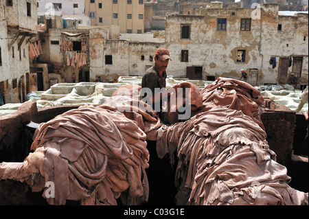 Lavoratore in un impilamento di conceria le pelli di animali da concia tini, i conciatori e tintori trimestre, Fez, in Marocco, Africa Foto Stock