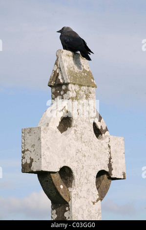 Alta croce con cornacchia mantellata, rovine del monastero di Clonmacnoise sullo Shannon, Midlands, Repubblica di Irlanda, Europa Foto Stock