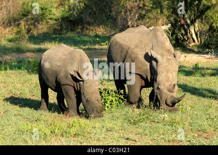 Rinoceronte bianco o piazza a labbro rinoceronte (Ceratotherium simum), alimentazione femmina adulta con i giovani Foto Stock