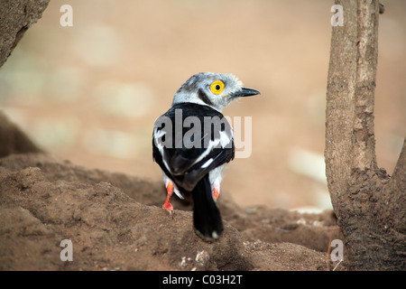 Bianco (Helmetshrike Prionops plumatus), Adulto rovistando sul terreno, il Parco Nazionale Kruger, Sud Africa e Africa Foto Stock