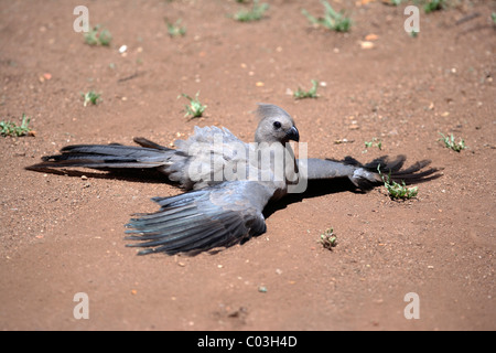Grigio Lourie (Corythaixoides concolor), per adulti a prendere il sole, parco nazionale Kruger, Sud Africa, Africa Foto Stock