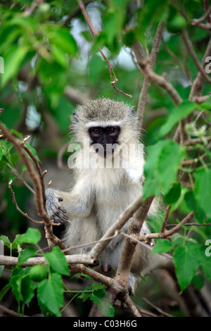 Vervet Monkey, Grivet Monkey (Cercopithecus aethiops), femmina adulta, Kruger National Park, Sud Africa e Africa Foto Stock