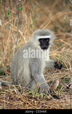 Vervet Monkey, Grivet Monkey (Cercopithecus aethiops), femmina adulta, Kruger National Park, Sud Africa e Africa Foto Stock