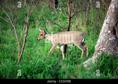 Cefalofo comune (Sylvicapra grimmia), i giovani di sesso maschile, Kruger National Park, Sud Africa e Africa Foto Stock