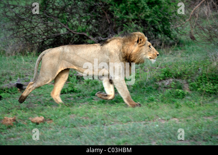 Lion (Panthera leo), maschio adulto in esecuzione, Sabisabi riserva privata, il Parco Nazionale Kruger, Sud Africa e Africa Foto Stock