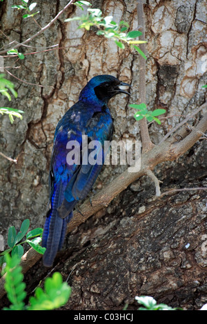 La Burchell lucida-starling (Lamprotornis australis), Adulto nella struttura ad albero, Kruger National Park, Sud Africa e Africa Foto Stock