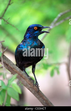 Rosso lucido con spallamento-starling (Lamprotornis nitens), Adulto nella struttura ad albero, Kruger National Park, Sud Africa e Africa Foto Stock