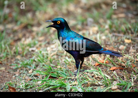 Rosso lucido con spallamento-starling (Lamprotornis nitens), Adulto sul terreno, il Parco Nazionale Kruger, Sud Africa e Africa Foto Stock