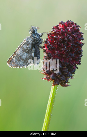 Il CARTAMO Skipper (Pyrgus fritillaries) Foto Stock