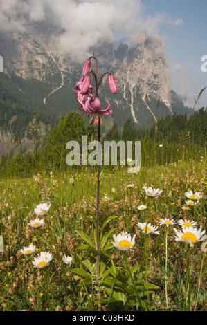 Martagon o Turk cappuccio del Giglio (Lilium martagon) nella parte anteriore dello Sciliar Mountain, Alpe di Siusi, Dolomiti, Alto Adige, Italia, Europa Foto Stock