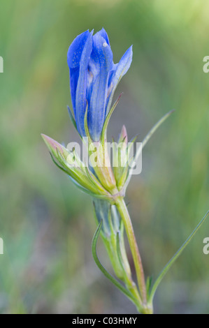 Marsh Gentian (Gentiana pneumonanthe) Foto Stock