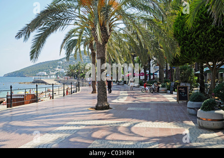 Lungomare di palme, Santa Eulalia des Riu, Ibiza, Pityuses, isole Baleari, Spagna, Europa Foto Stock