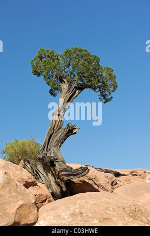 Utah ginepro (Juniperus osteosperma), crescendo tra rocce, Grand Canyon, Arizona, Stati Uniti d'America, America Foto Stock