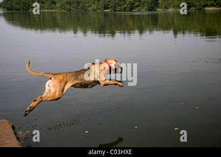 Bloodhound giovani, St. Hubert hound o Sleuth Hound, cane femmina salti in acqua Foto Stock