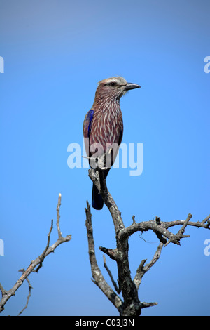 Rullo di viola (Coracias naevia), Adulto nella struttura ad albero, Sabisabi riserva privata, il Parco Nazionale Kruger, Sud Africa e Africa Foto Stock