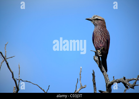 Rullo di viola (Coracias naevia), Adulto nella struttura ad albero, Sabisabi riserva privata, il Parco Nazionale Kruger, Sud Africa e Africa Foto Stock