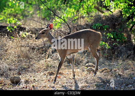 Bushbuck (Tragelaphus scriptus sylvaticus), animale di sesso femminile, il Parco Nazionale Kruger, Sud Africa e Africa Foto Stock