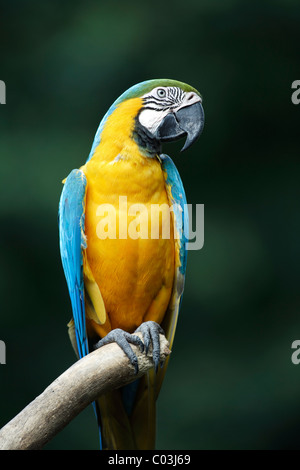 Blu e Oro Macaw (Ara ararauna), uccello adulto su un ramo, Sud America Foto Stock