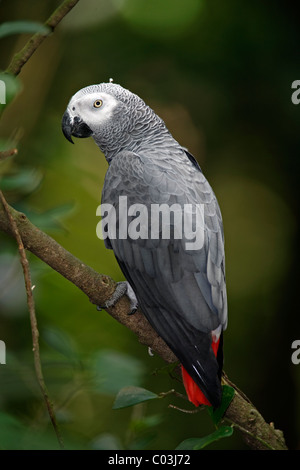 Pappagallo grigio africano (Psittacus erithacus), uccello adulto in un albero, Africa occidentale, Africa centrale Foto Stock