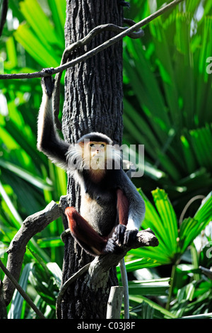 Rosso-shanked Douc (Pygathrix nemaeus), adulto in un albero, Asia Foto Stock