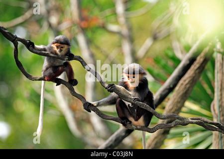 Rosso-shanked Douc (Pygathrix nemaeus), il novellame in un albero, Asia Foto Stock