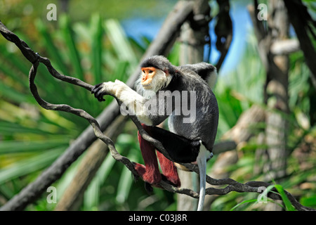 Rosso-shanked Douc (Pygathrix nemaeus), adulto in un albero, Asia Foto Stock
