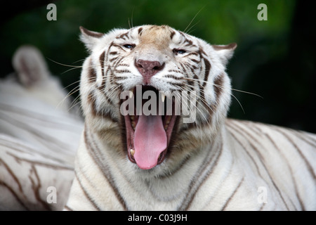 Tigre bianca del Bengala (Panthera tigris tigris), ritratto, adulti sbadigli, India, Asia Foto Stock