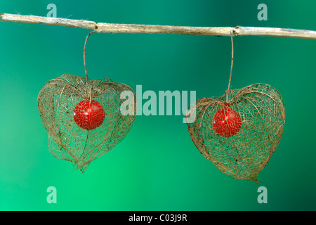 Lanterna cinese (Physalis franchetii), fiori e frutta Foto Stock