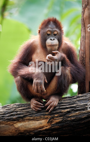 Bornean Orangutan (Pongo pygmaeus), capretti di mangiare in un albero, Asia Foto Stock