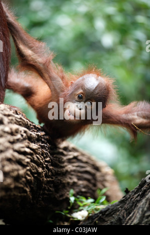 Bornean Orangutan (Pongo pygmaeus), giovani in un albero, Asia Foto Stock