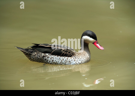 Rosso-fatturati Teal (Anas erythrorhyncha), uccello adulto nuoto, Africa Foto Stock