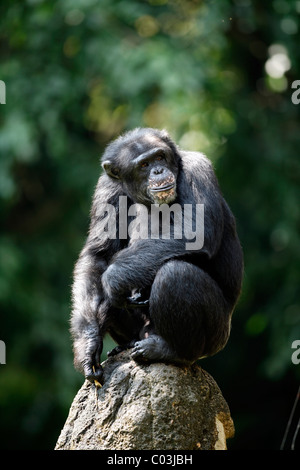 Africa centrale di uno scimpanzé (Pan troglodytes troglodytes), maschio adulto, Africa Foto Stock