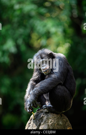 Africa centrale di uno scimpanzé (Pan troglodytes troglodytes), maschio adulto, Africa Foto Stock
