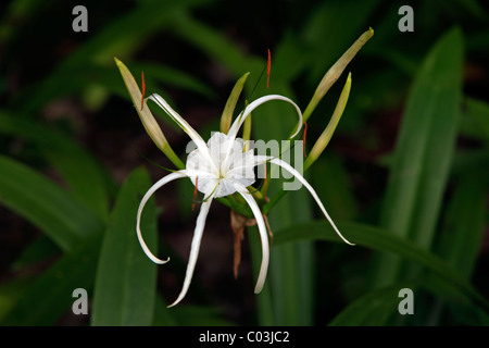 Spider Lily (Hymenocallis occidentalis), fiore, America del Nord Foto Stock