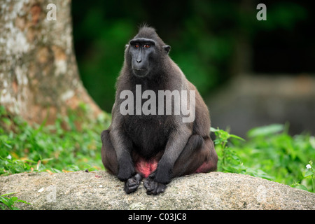 Celebes macaco crestato (Macaca nigra), seduto femmina adulta, Sulawesi, Oceano Pacifico Foto Stock