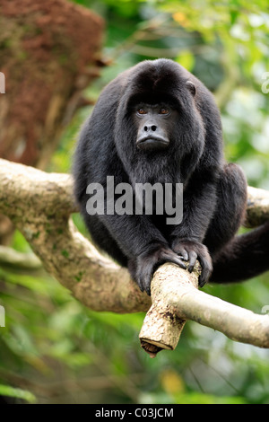 Nero (Howler Alouatta caraya), maschio adulto in appoggio in una struttura ad albero, Sud America Foto Stock