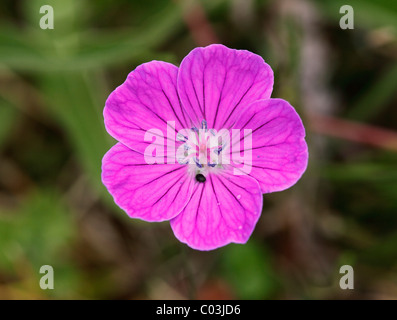 Bloody cranesbill (Geranium sanguineum), Burren, County Clare, Irlanda, Europa Foto Stock