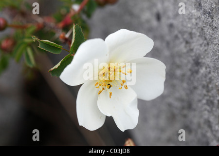 Fiore di Burnett rosa (Rosa pimpinellifolia), Burren, County Clare, Irlanda, Europa Foto Stock