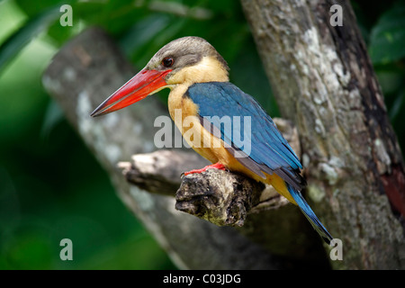 Stork fatturati Kingfisher (Pelargopsis capensis), uccello adulto in un albero, Singapore, Asia Foto Stock