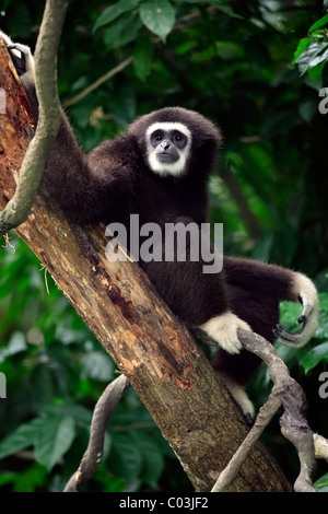 Lar gibbone o bianco-consegnato gibbone (Hylobates lar), adulto in un albero, Asia Foto Stock