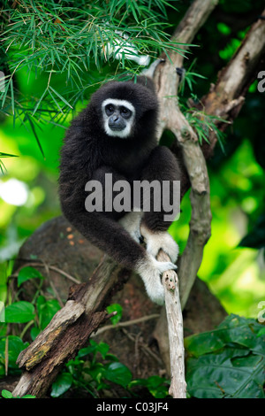 Lar gibbone o bianco-consegnato gibbone (Hylobates lar), adulto in un albero, Asia Foto Stock