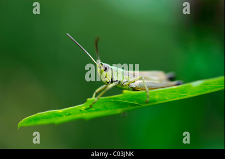 Inclinare-di fronte Grasshopper (Gomphocerinae) su una lama di erba Foto Stock