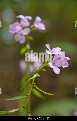Coralroot (Cardamine bulbifera) Foto Stock