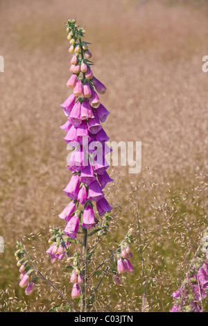 Foxglove (Digitalis purpurea) nel mezzo dei capelli ondulati-erba (Deschampsia flexuosa) Foto Stock