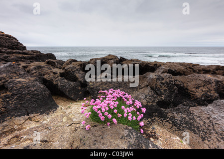 La parsimonia del mare (Armeria maritima), costa vicino a Lisdoonvarna, Burren, County Clare, Irlanda, Europa Foto Stock