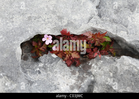 Herb Robert o Red Robin (Geranium robertianum) in una crepa di pietra, Burren, County Clare, Irlanda, Europa Foto Stock