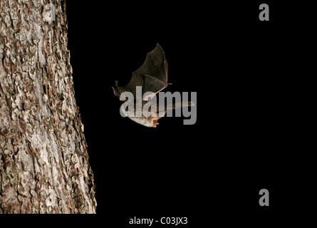 Bechstein bat (Myotis bechsteinii) Foto Stock