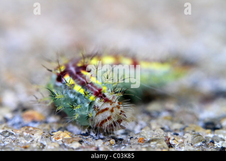 Caterpillar indiano Foto Stock