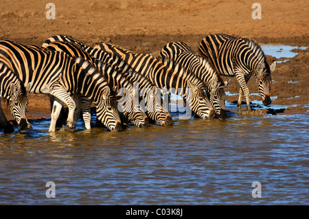 Mandria di pianura Zebra (Equus burchelli) in corrispondenza di un foro per l'acqua, Madikwe Game Reserve, Sud Africa Foto Stock